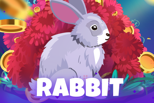Rabbit - Marakumi - Kenya