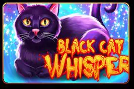 Black Cat Whisper - Marakumi - Kenya