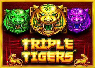 Triple Tigers - Marakumi - Kenya