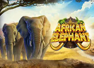 African Elephant - Marakumi - Kenya