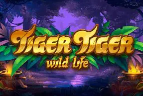 Tiger Tiger - Marakumi - Kenya